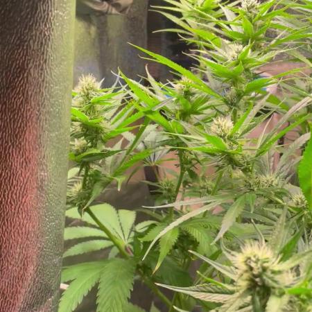 GMO Cookies - photoperiodic first time