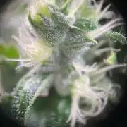 GMO Cookies - photoperiodic first time