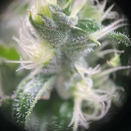 GMO Cookies - photoperiodic first time