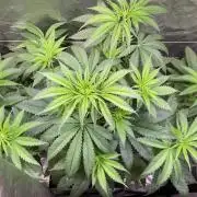 GMO Cookies - photoperiodic first time