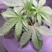 GMO Cookies - photoperiodic first time