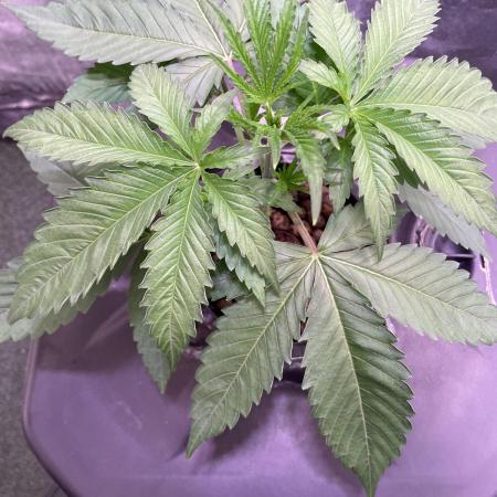 GMO Cookies - photoperiodic first time