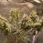 GMO Cookies - photoperiodic first time