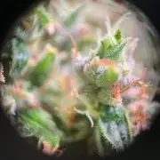 GMO Cookies - photoperiodic first time
