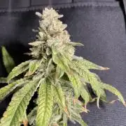 Mimosa