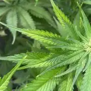 GMO Cookies - photoperiodic first time
