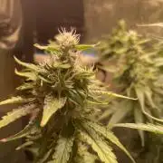 GMO Cookies - photoperiodic first time