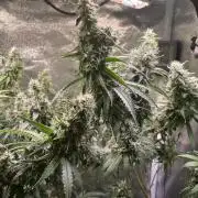 GMO Cookies - photoperiodic first time