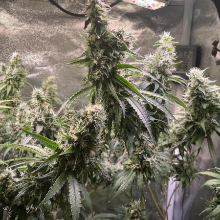GMO Cookies - photoperiodic first time