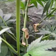 GMO Cookies - photoperiodic first time