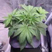 GMO Cookies - photoperiodic first time