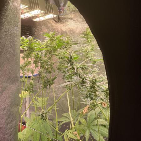 GMO Cookies - photoperiodic first time