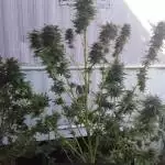 Pbk holimoliseeds