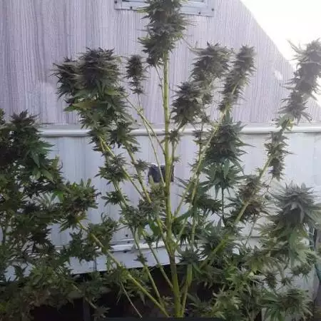 Pbk holimoliseeds