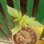 First Grow outdoor x5