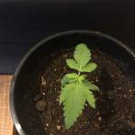 2nd Auto - Sour Diesel