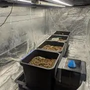 Biotabs/Autopot.- Triple Cheese