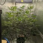 RQS~Astro lemonade