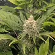 Biotabs/Autopot.- Triple Cheese