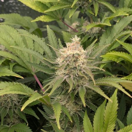 Biotabs/Autopot.- Triple Cheese