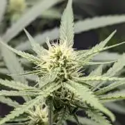 RQS~Astro lemonade