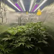 Biotabs/Autopot Tropicana Cherry