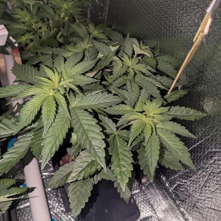 Biotabs/Autopot Tropicana Cherry