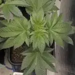 Purple punch SS#3