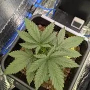 Biotabs/Autopot.- Triple Cheese