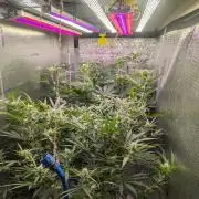RQS ~ North ThunderFuck