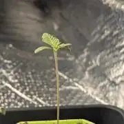 Biotabs/Autopot.- Triple Cheese