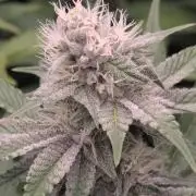 Biotabs/Autopot Tropicana Cherry