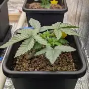 Biotabs/Autopot Tropicana Cherry