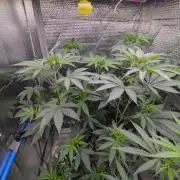 RQS ~ North ThunderFuck
