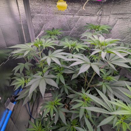 RQS ~ North ThunderFuck