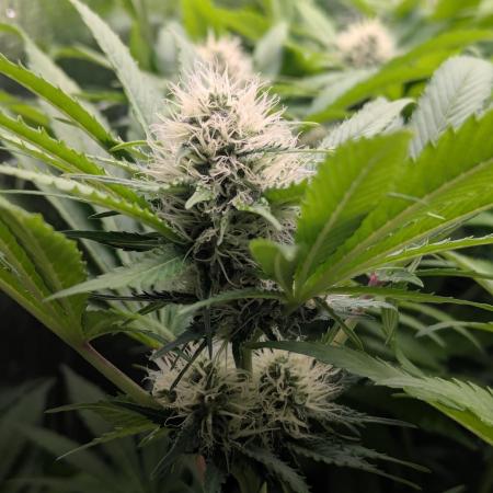 Biotabs/Autopot.- Triple Cheese