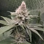 Biotabs/Autopot Tropicana Cherry