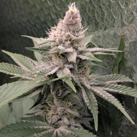 Biotabs/Autopot Tropicana Cherry