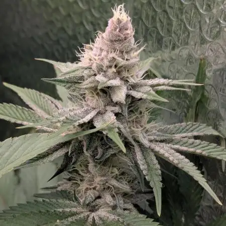 Biotabs/Autopot Tropicana Cherry