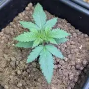 Biotabs/Autopot.- Triple Cheese