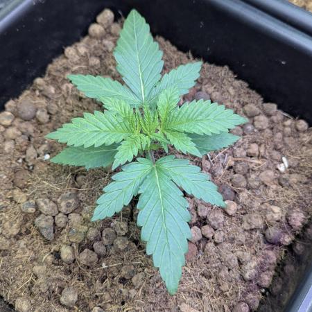 Biotabs/Autopot.- Triple Cheese