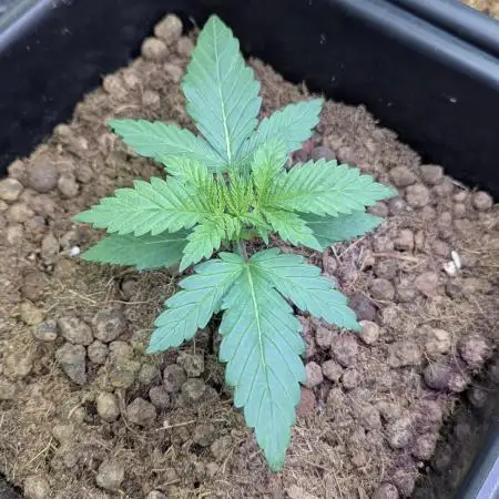 Biotabs/Autopot.- Triple Cheese