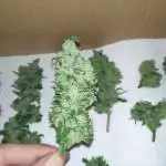 Dr Widow outdoors forgoten grow
