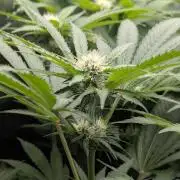 Biotabs/Autopot.- Triple Cheese