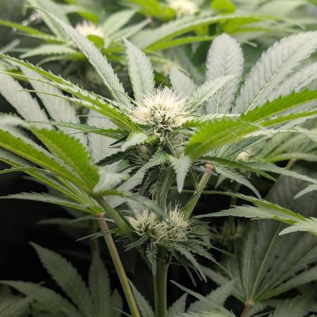 Biotabs/Autopot.- Triple Cheese