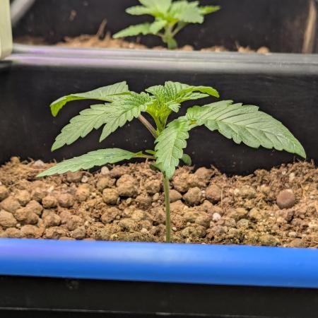 Biotabs/Autopot Tropicana Cherry