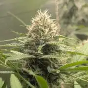 RQS ~ North ThunderFuck