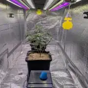 RQS ~ North ThunderFuck
