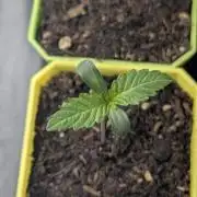 Biotabs/Autopot Tropicana Cherry