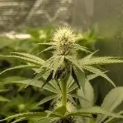 Biotabs/Autopot Tropicana Cherry